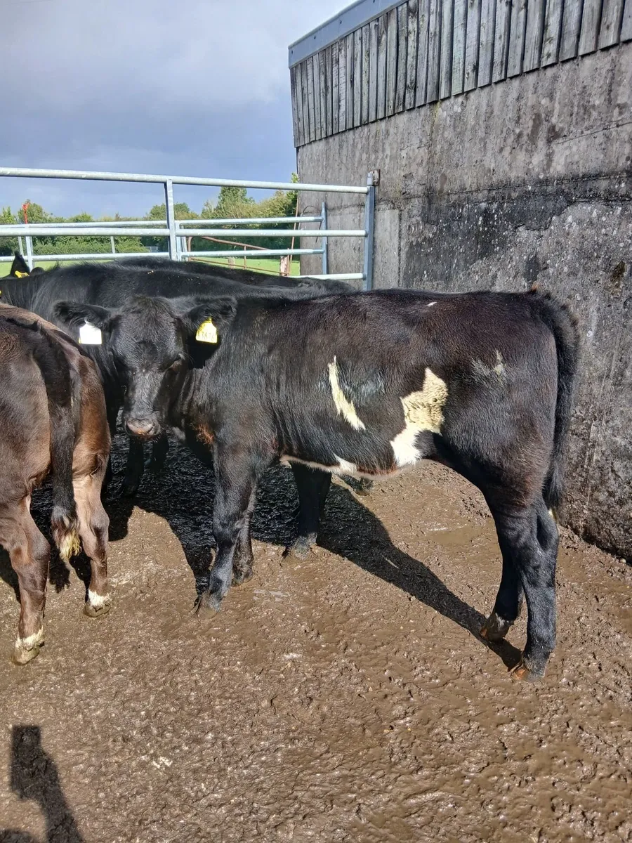 Weanlings - Image 1