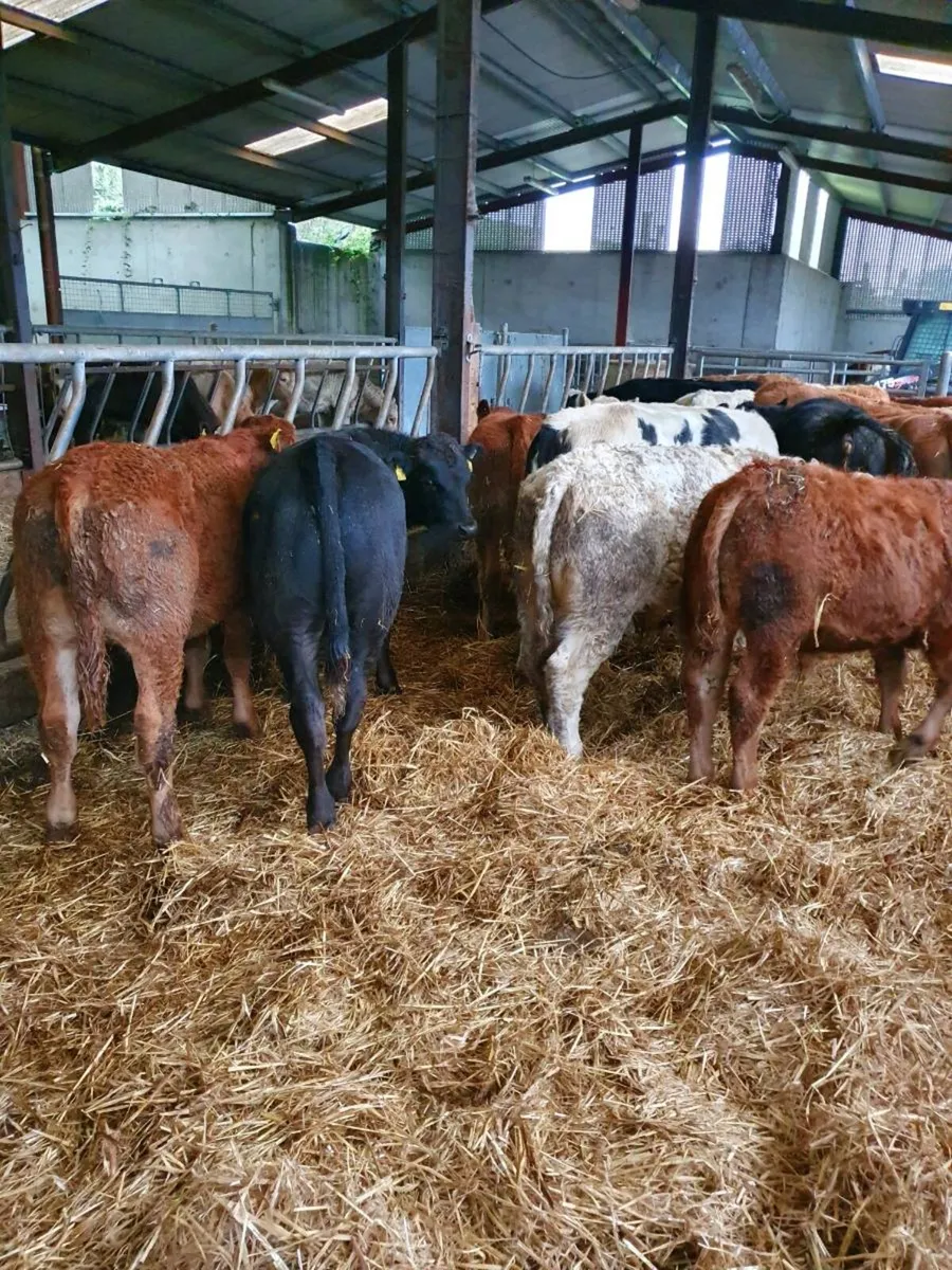 Slatted shed wanted monaghan area - Image 1
