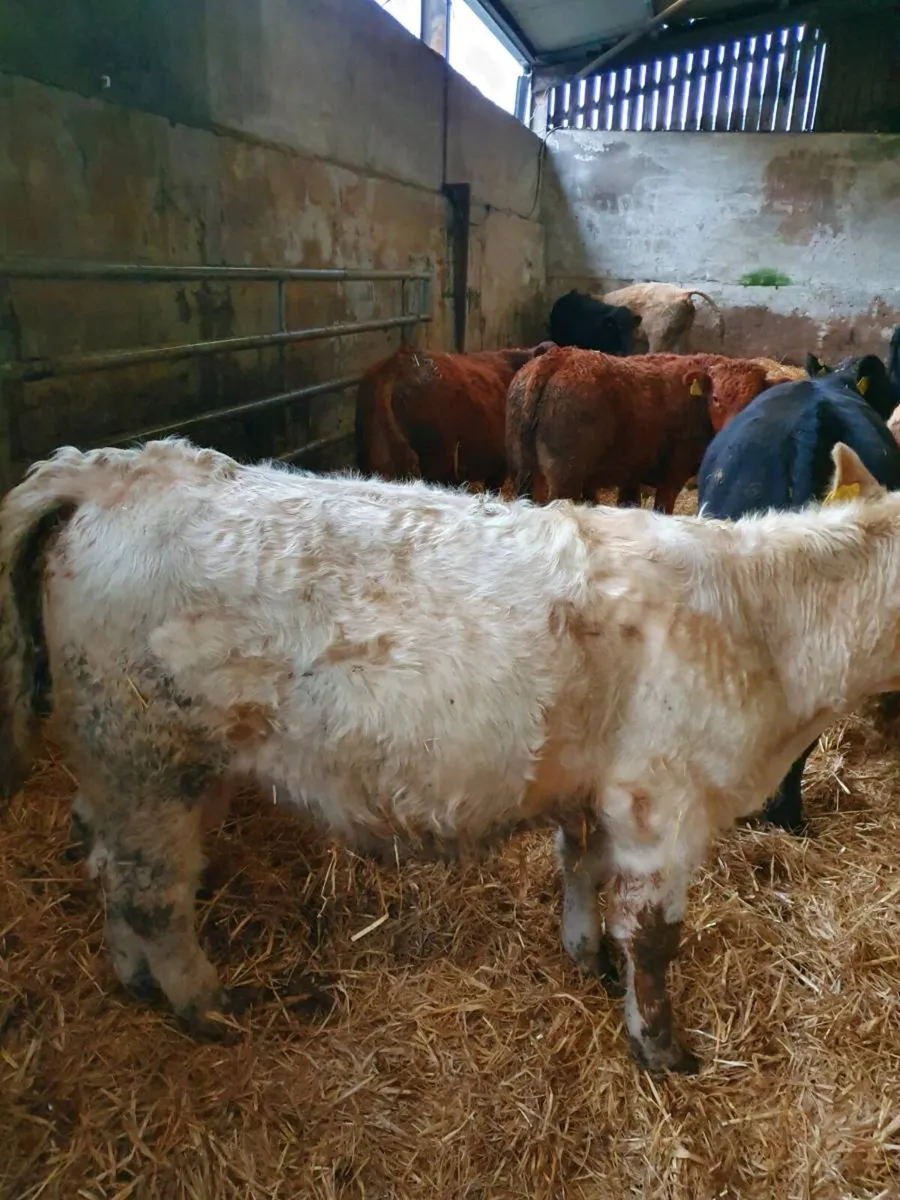 Slatted shed wanted monaghan area - Image 2