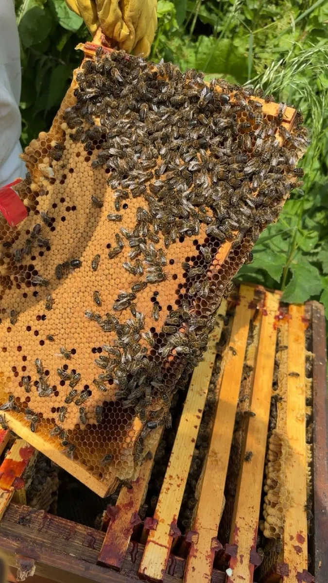 Honey bee hives or bulk honey