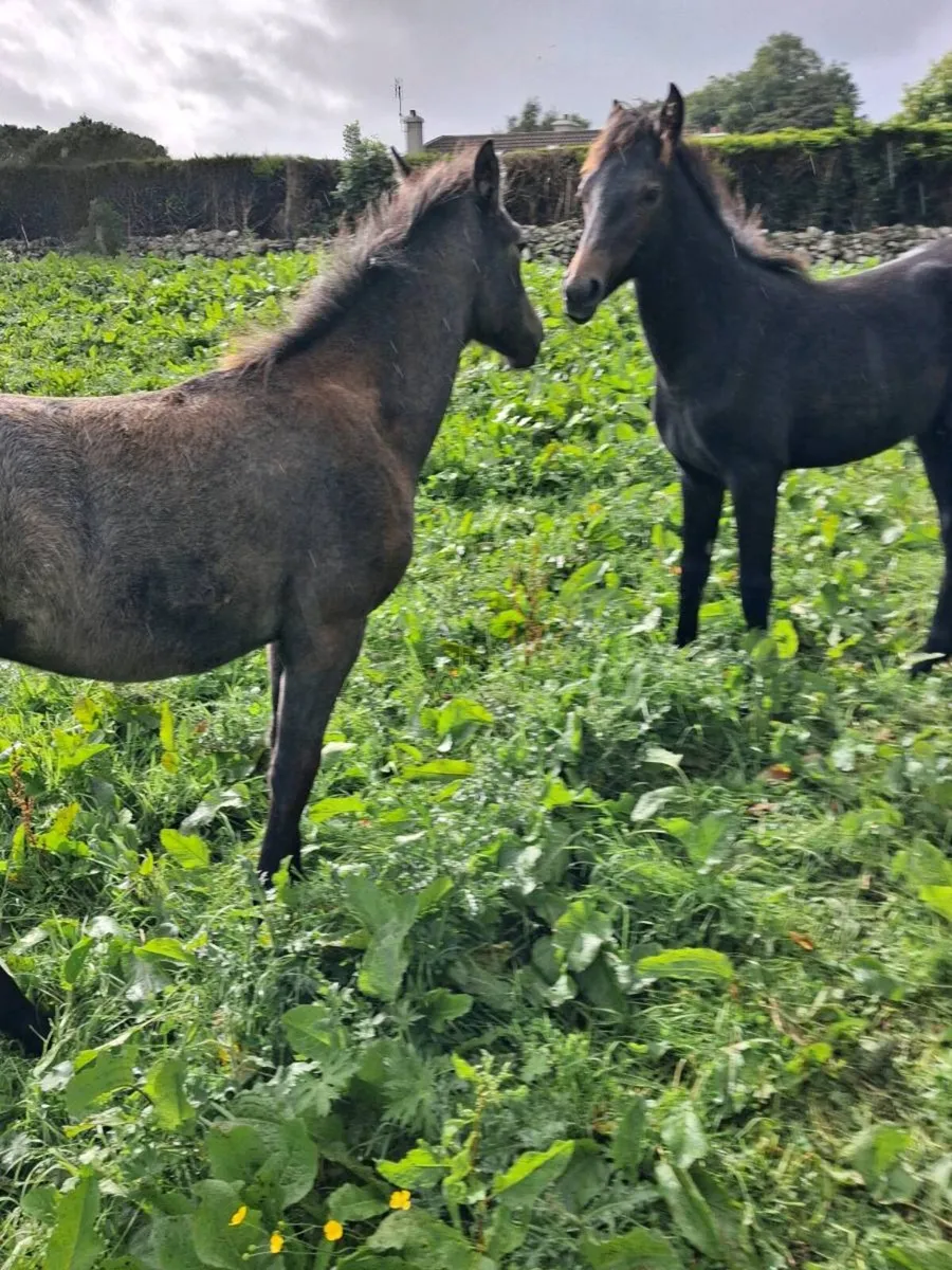 Filly Foals - Image 2