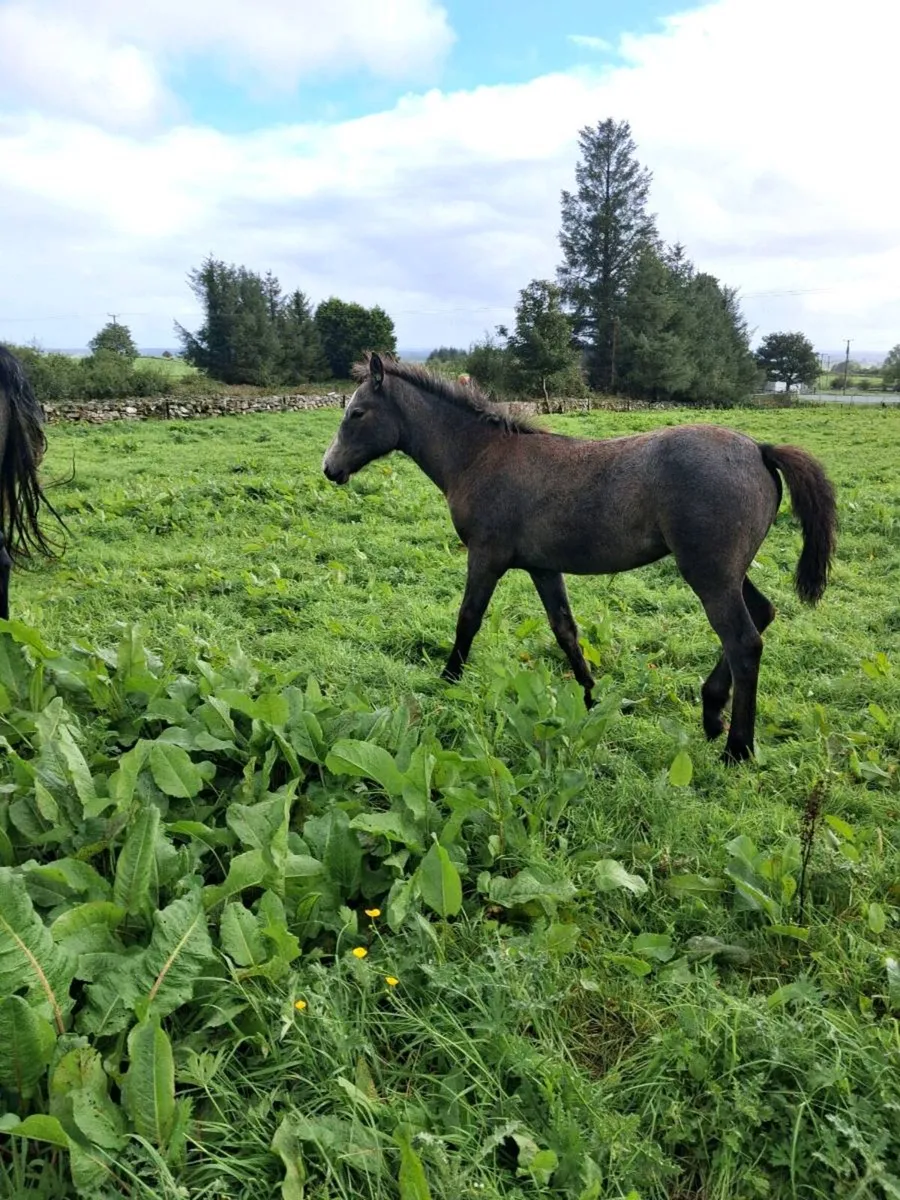 Filly Foals - Image 3