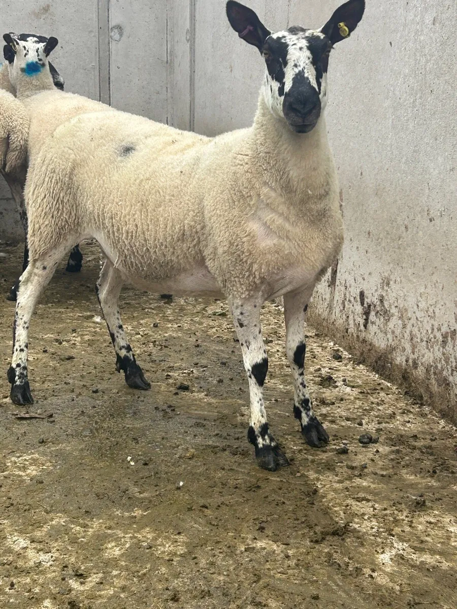 Milford Hoggets - Image 1