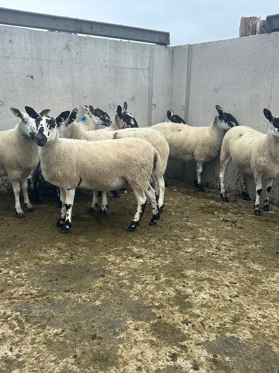 Milford Hoggets - Image 2