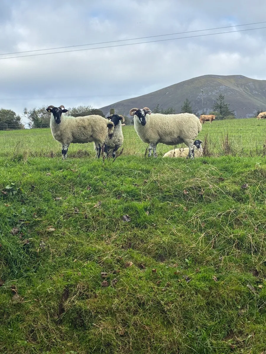 MOUNTAIN HOGGETS - Image 1