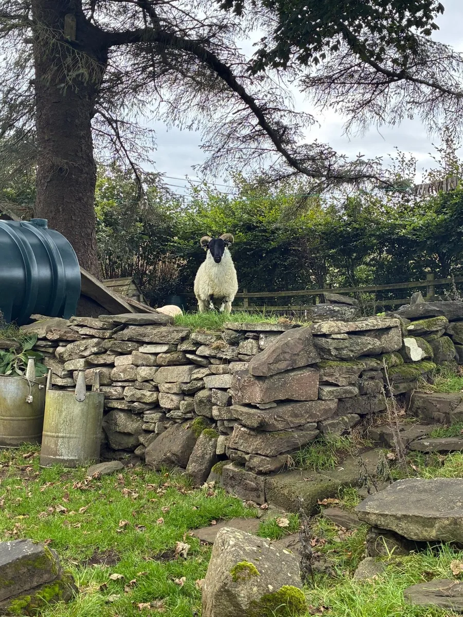 MOUNTAIN HOGGETS - Image 2