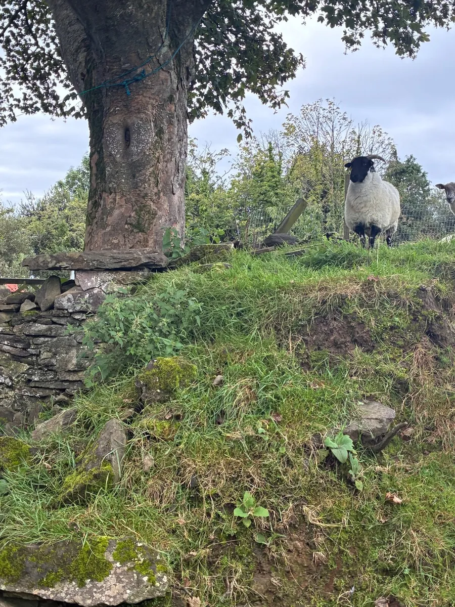 MOUNTAIN HOGGETS - Image 3