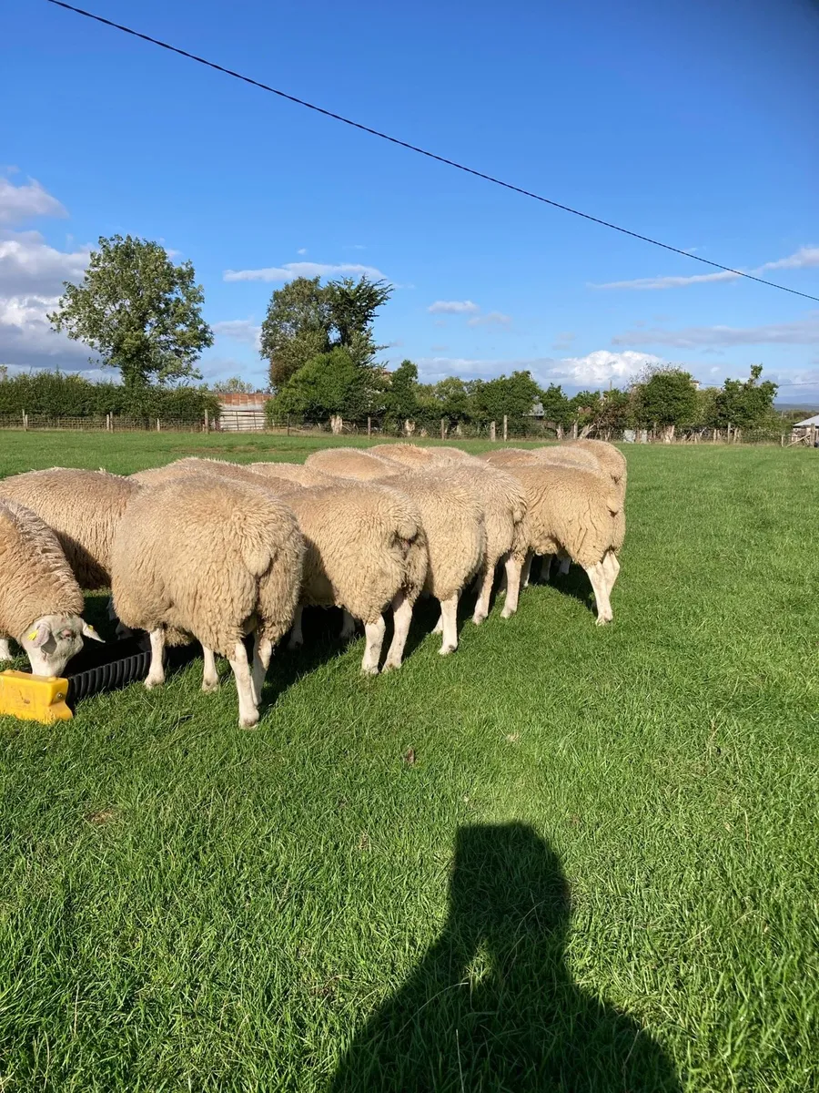 Belclare PBR Ram Lambs - Image 2