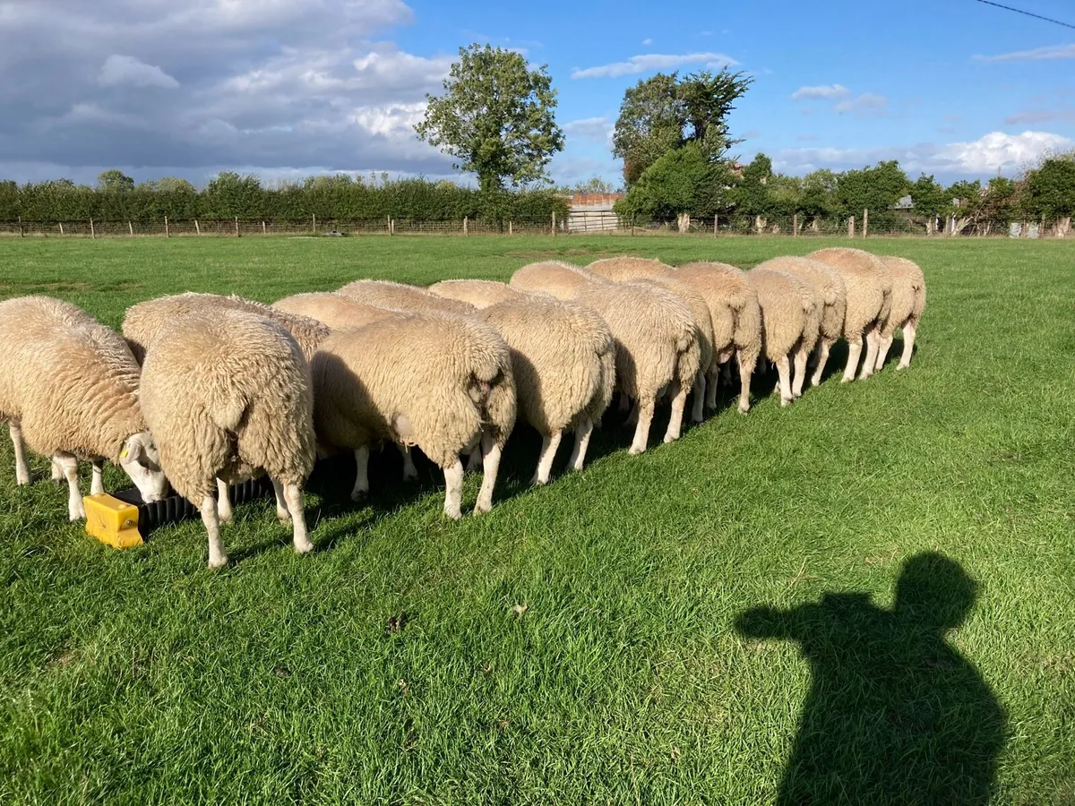 Belclare PBR Ram Lambs - Image 1