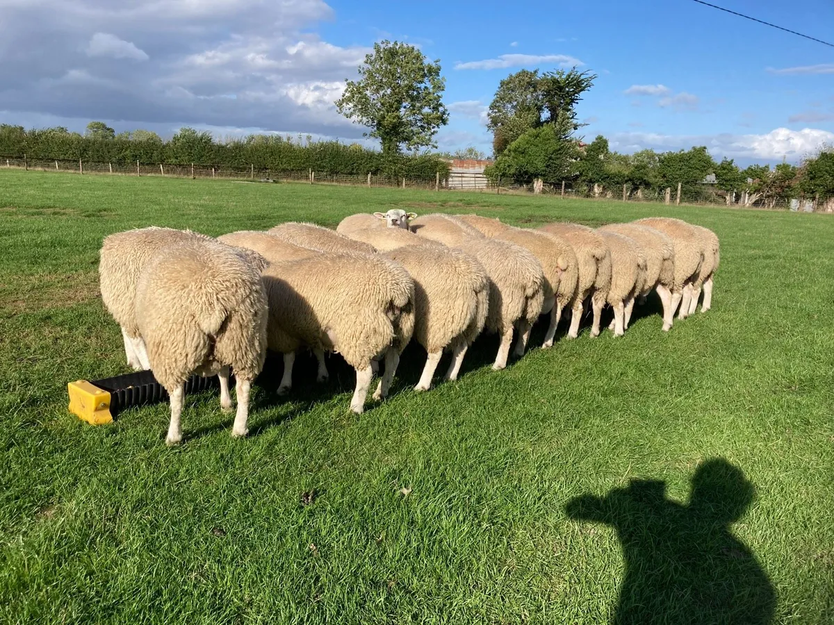 Belclare PBR Ram Lambs - Image 3
