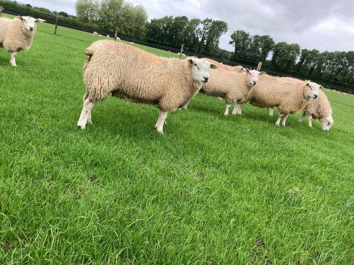 Belclare PBR Ram Lambs - Image 4