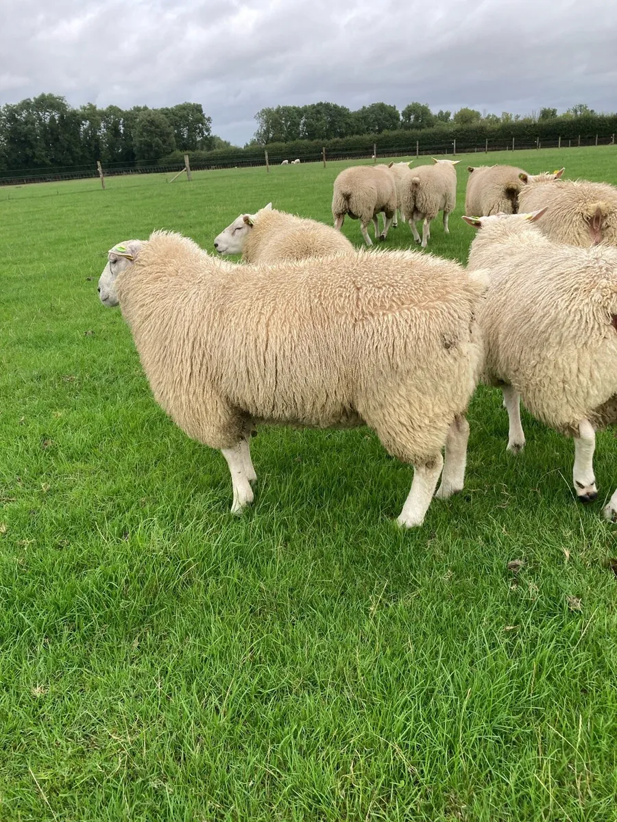 Belclare PBR Ram Lambs - Image 4