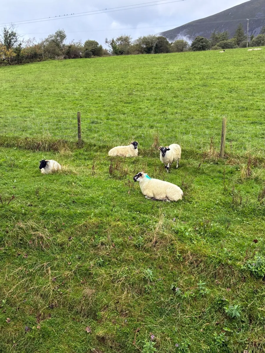 MOUNTAIN HOGGETS - Image 4