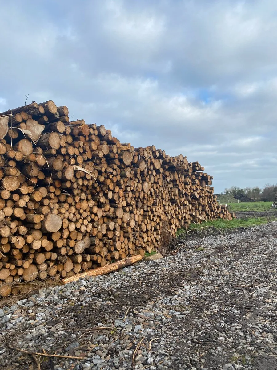 Firewood timber - Image 3