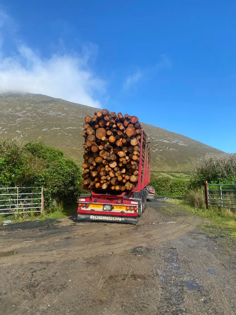 Firewood timber - Image 1
