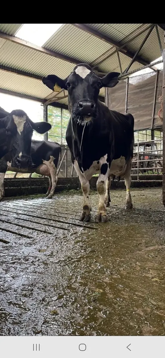 Empty cows