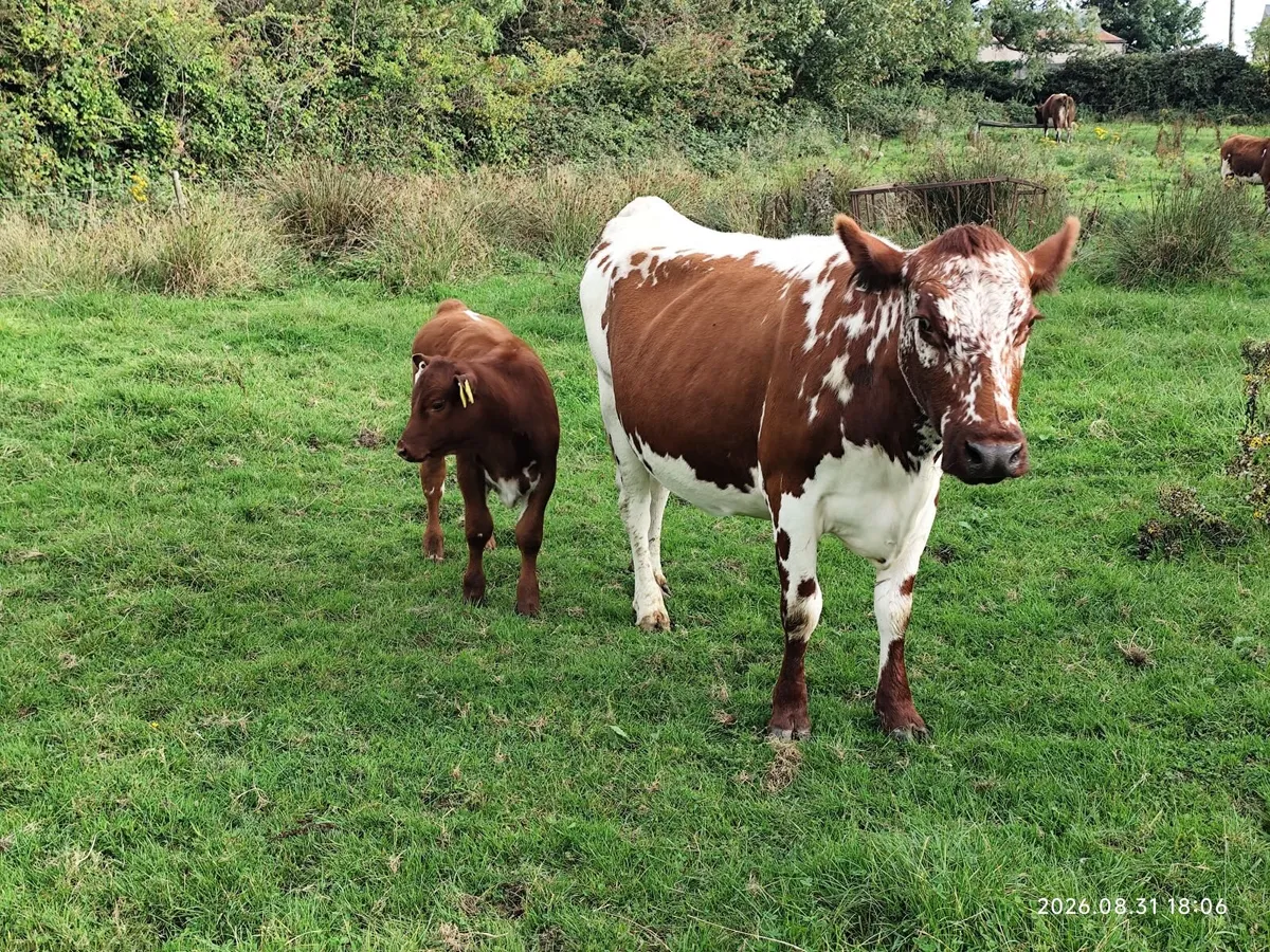 Organic Cattle - Image 4