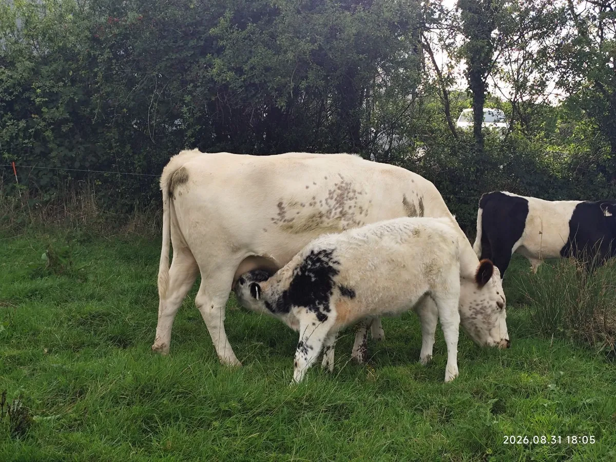 Organic Cattle - Image 1