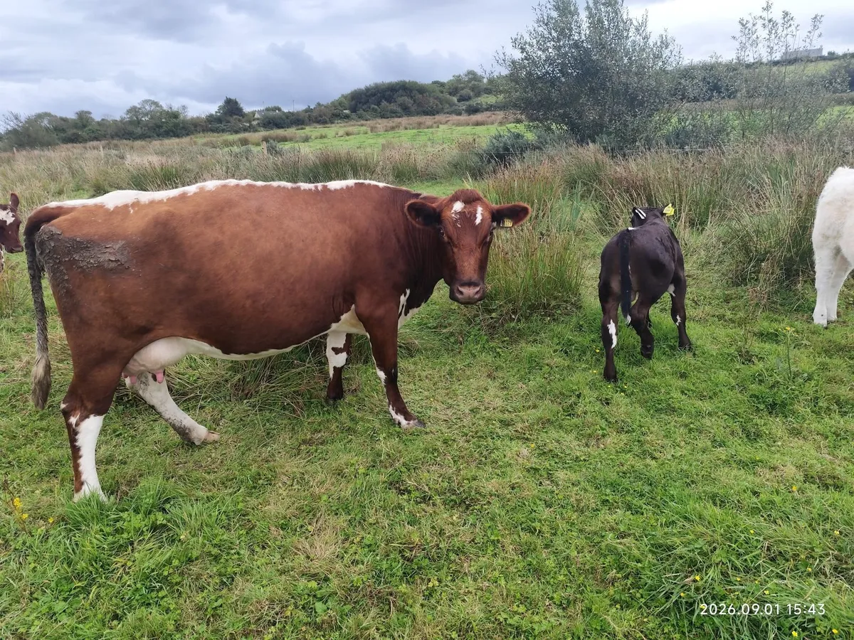 Organic Cattle - Image 2
