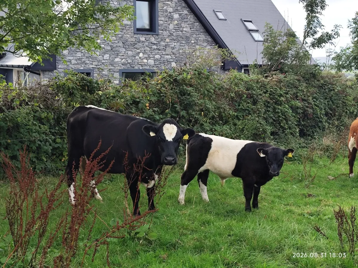 Organic Cattle - Image 3