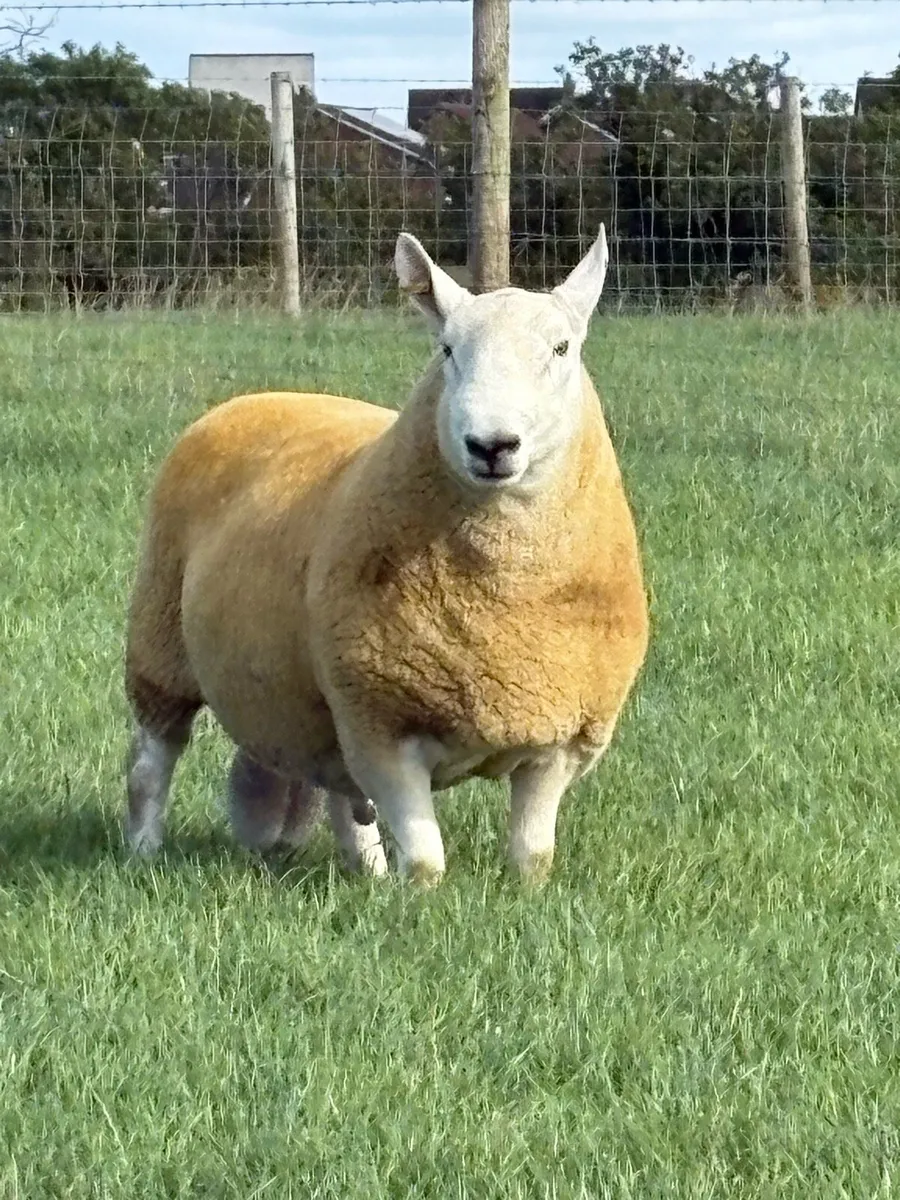 NCC Shearling Rams - Image 1