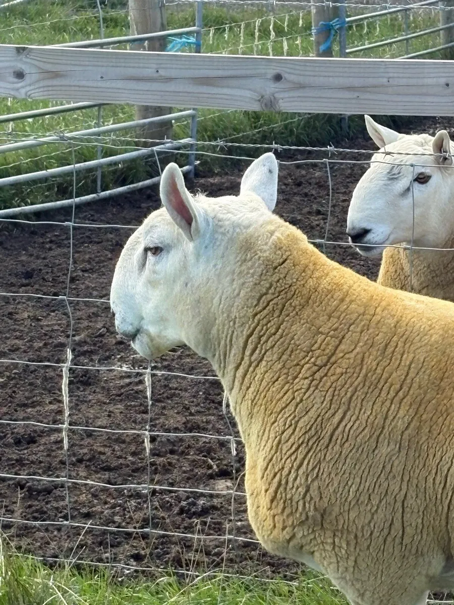 NCC Shearling Rams - Image 2