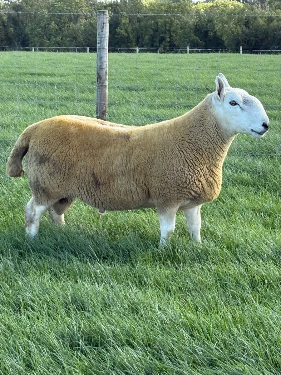 NCC Shearling Rams - Image 3