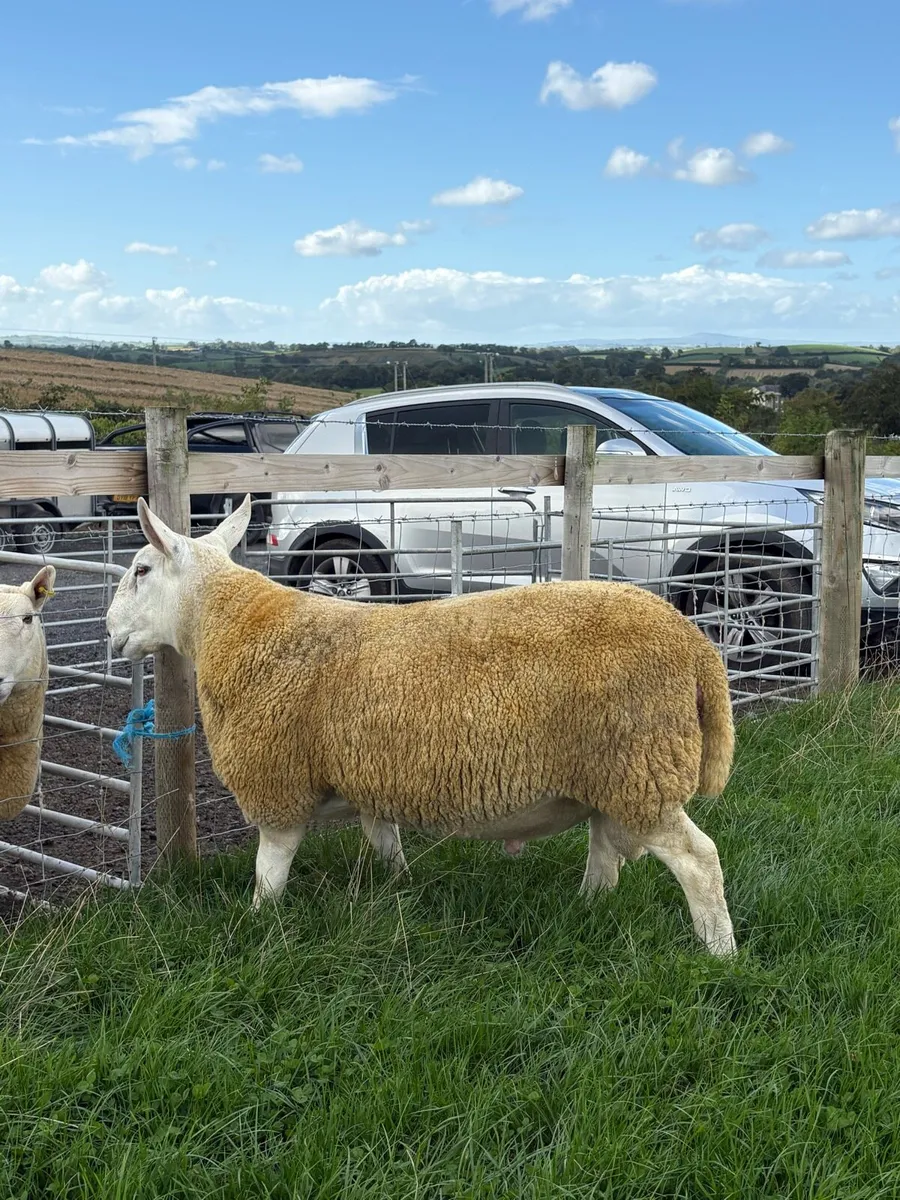 NCC Shearling Rams - Image 4