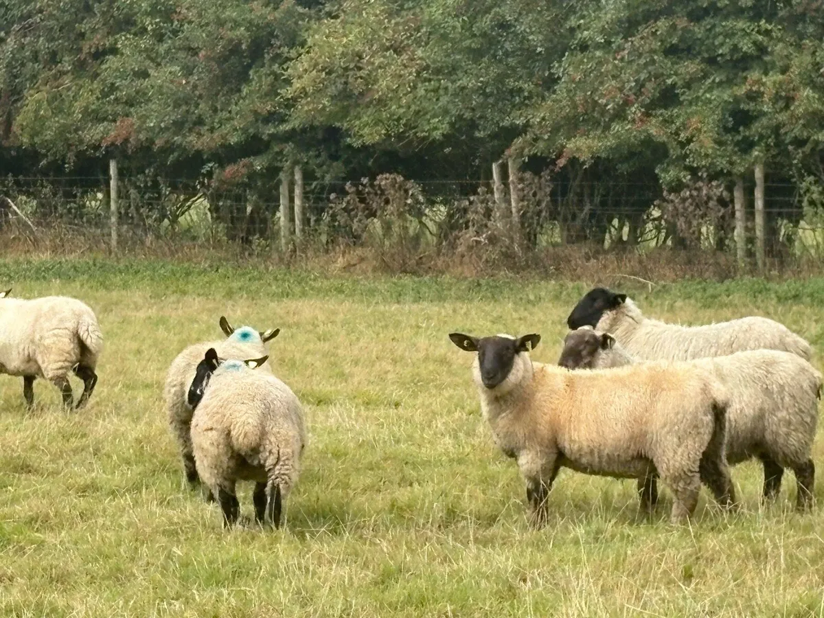 ⭐️⭐️⭐️Suffolk ewe lambs⭐️⭐️⭐️ - Image 1