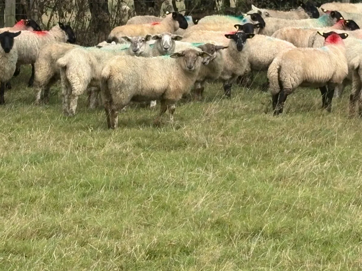⭐️⭐️⭐️Suffolk ewe lambs⭐️⭐️⭐️ - Image 2