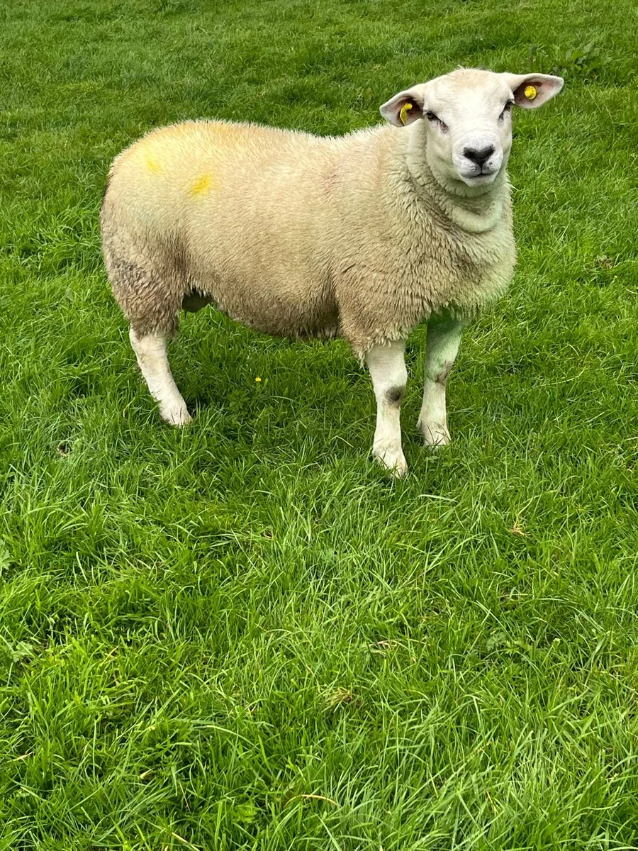 Rams - Image 1