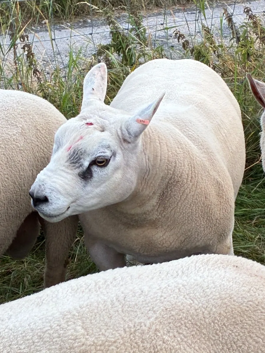 Texel, Charollais and Chartex Shearling rams - Image 1