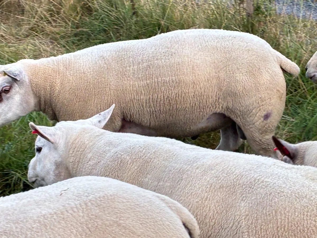 Texel, Charollais and Chartex Shearling rams - Image 2