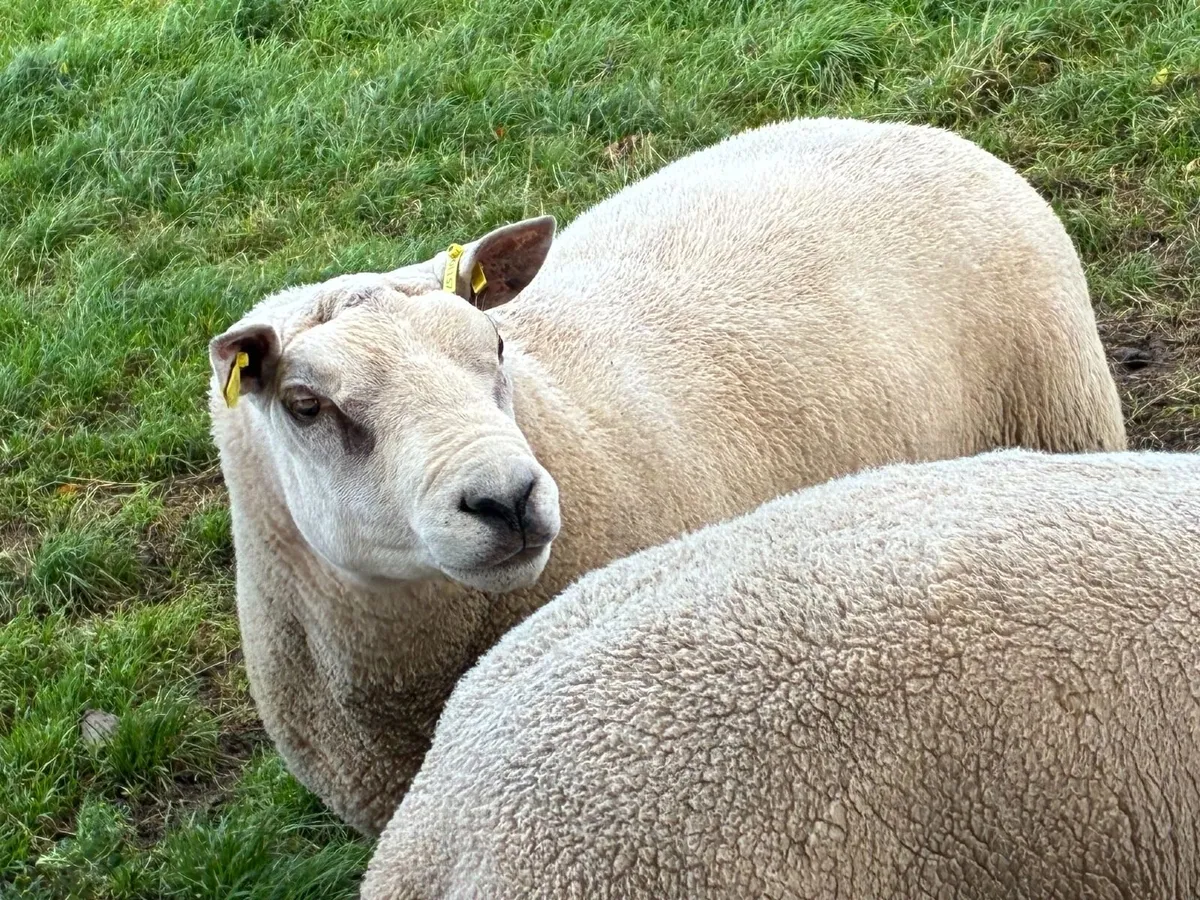 Texel, Charollais and Chartex Shearling rams - Image 3
