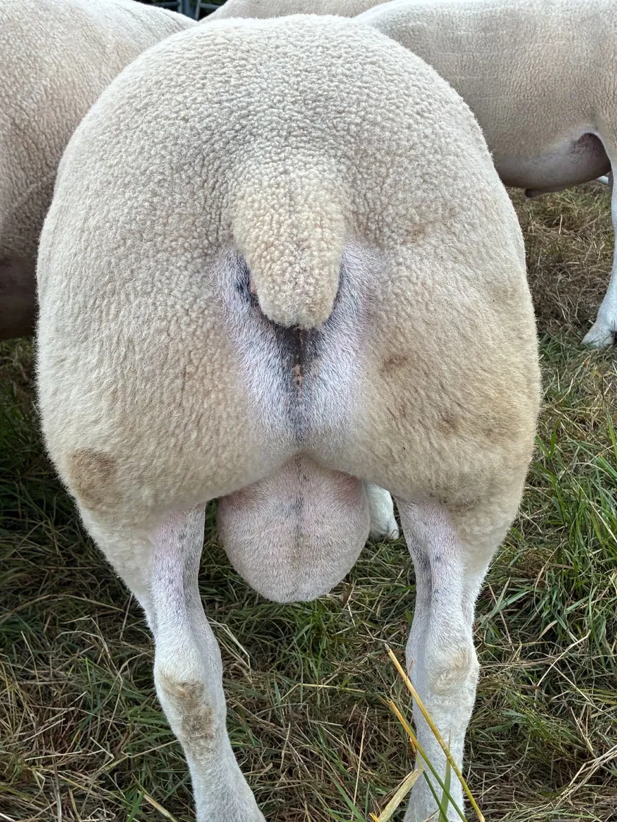 Texel, Charollais and Chartex Shearling rams - Image 4