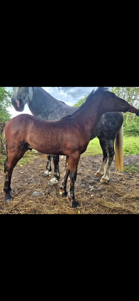 Bog Mac Bobby Colt Foals - Image 4
