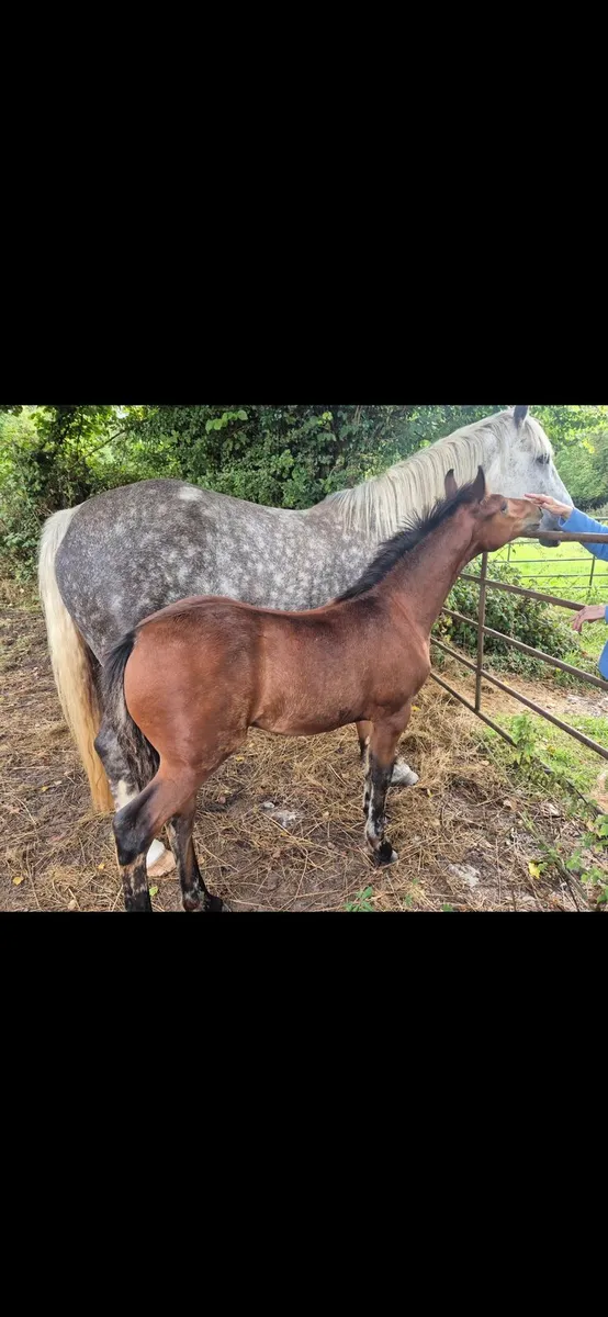 Bog Mac Bobby Colt Foals - Image 1