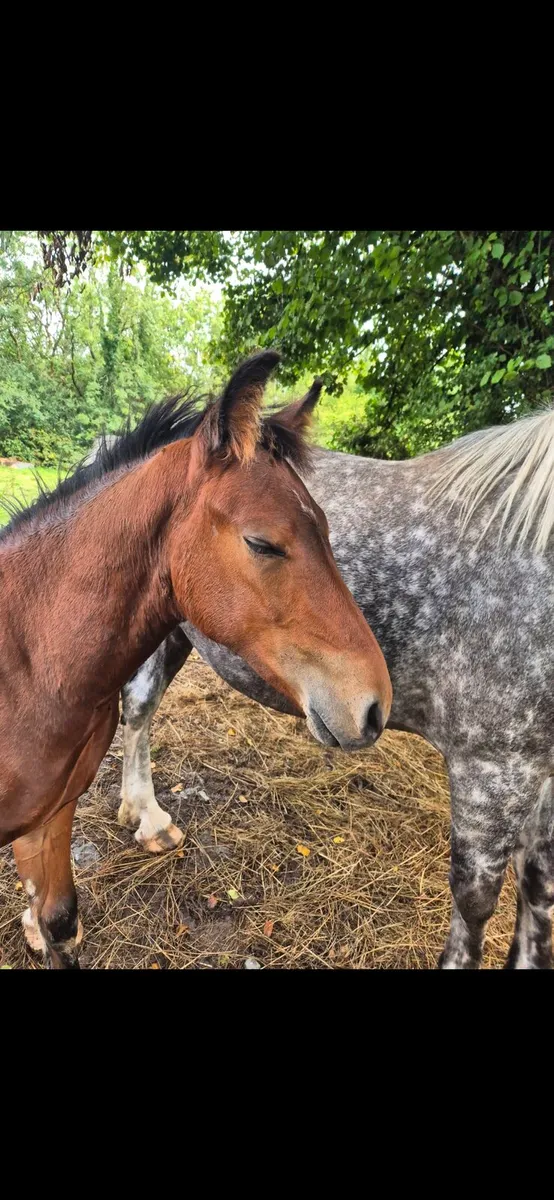Bog Mac Bobby Colt Foals - Image 3
