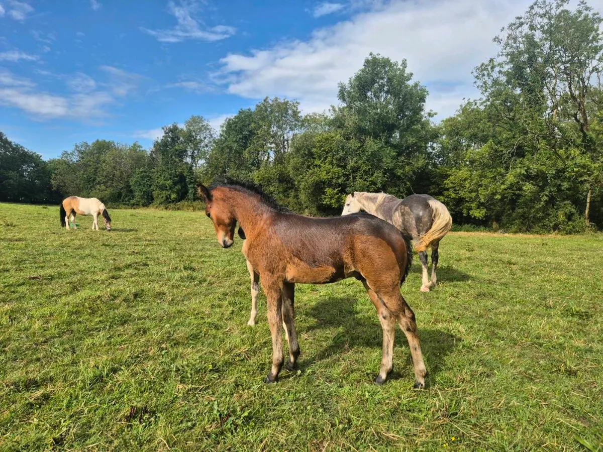 Bog Mac Bobby Colt Foal - Image 4