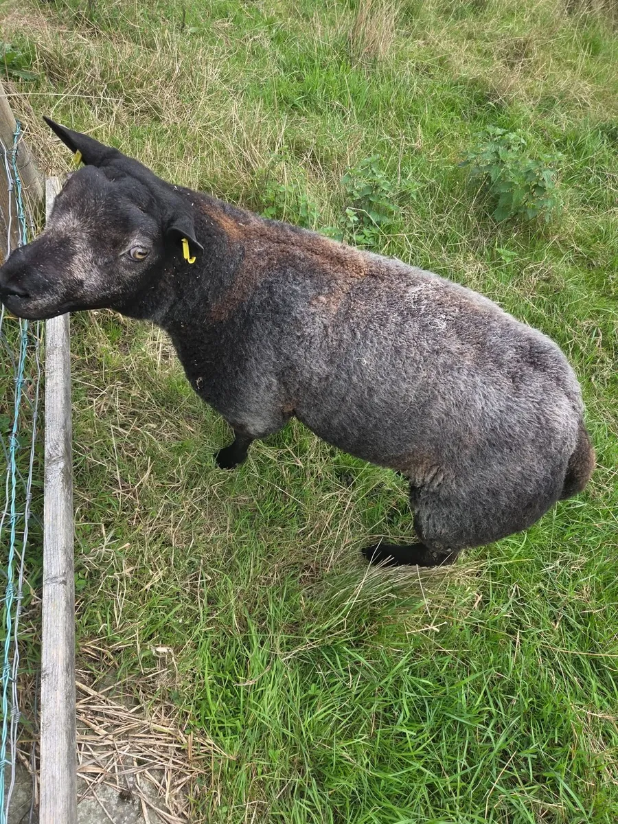 Pedigree Registered Blue Texel ram - Image 2