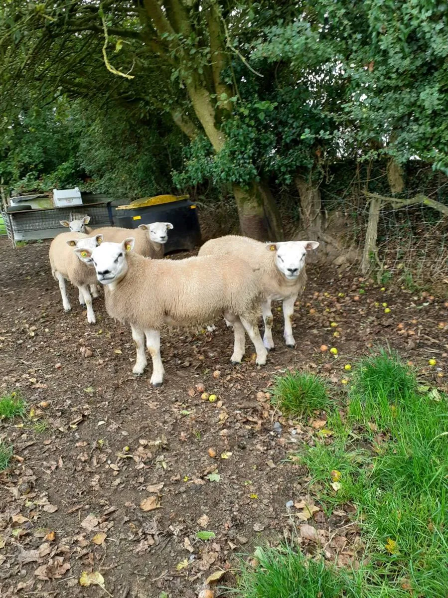 6  Ram Lamb. - Image 1
