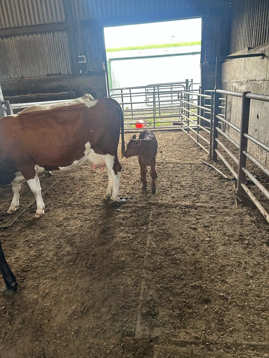 Cows with calves - Image 4