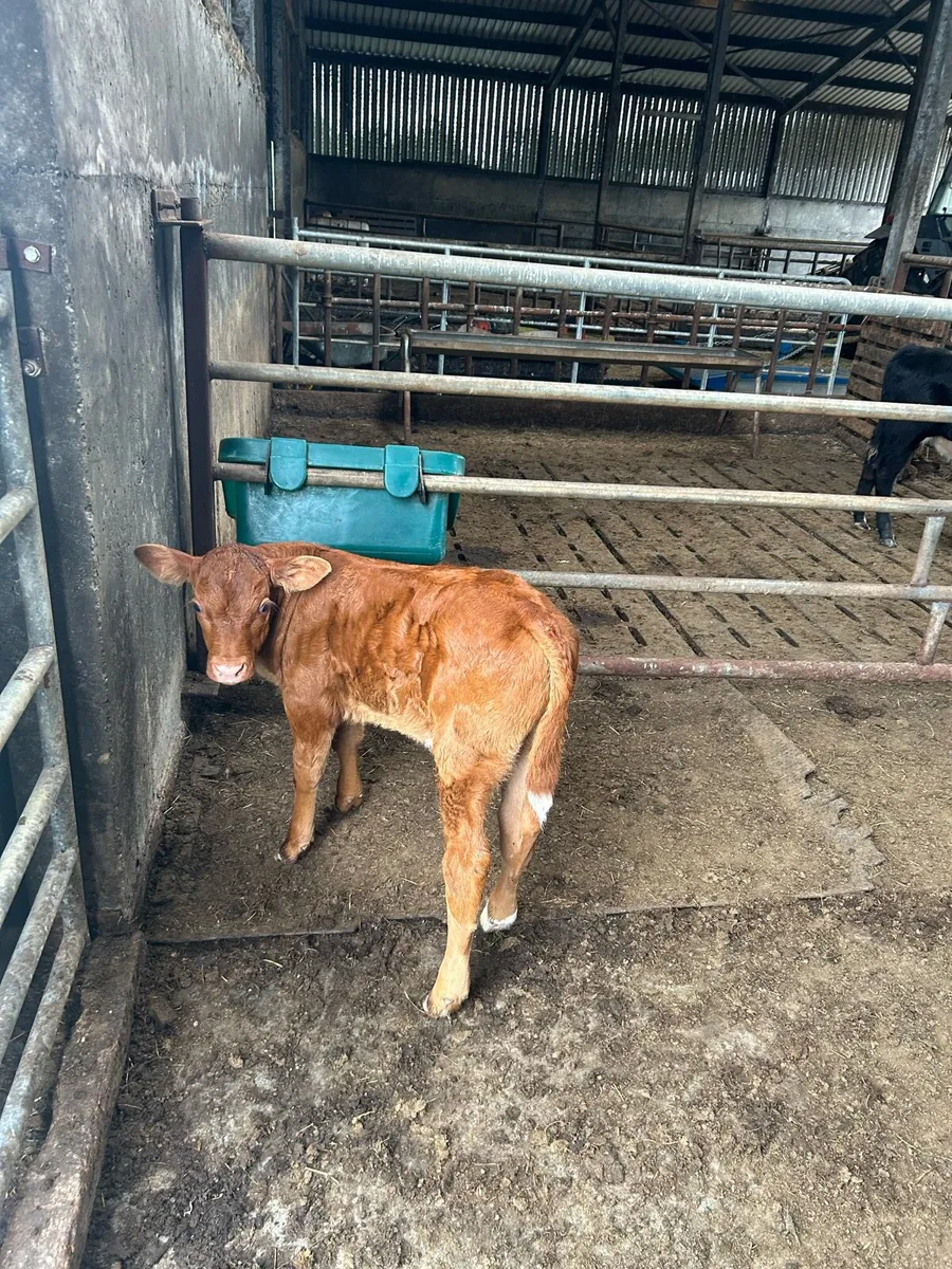 Cows with calves - Image 2