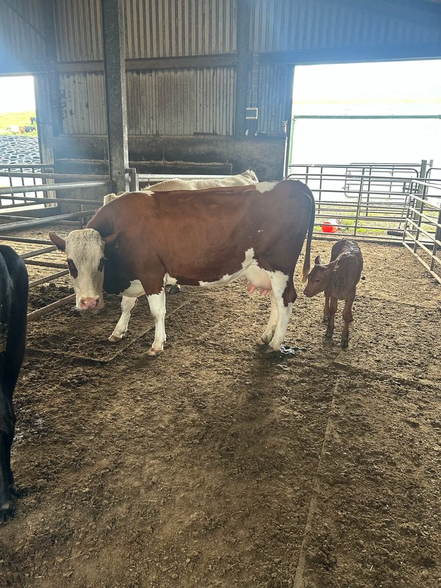 Cows with calves - Image 3