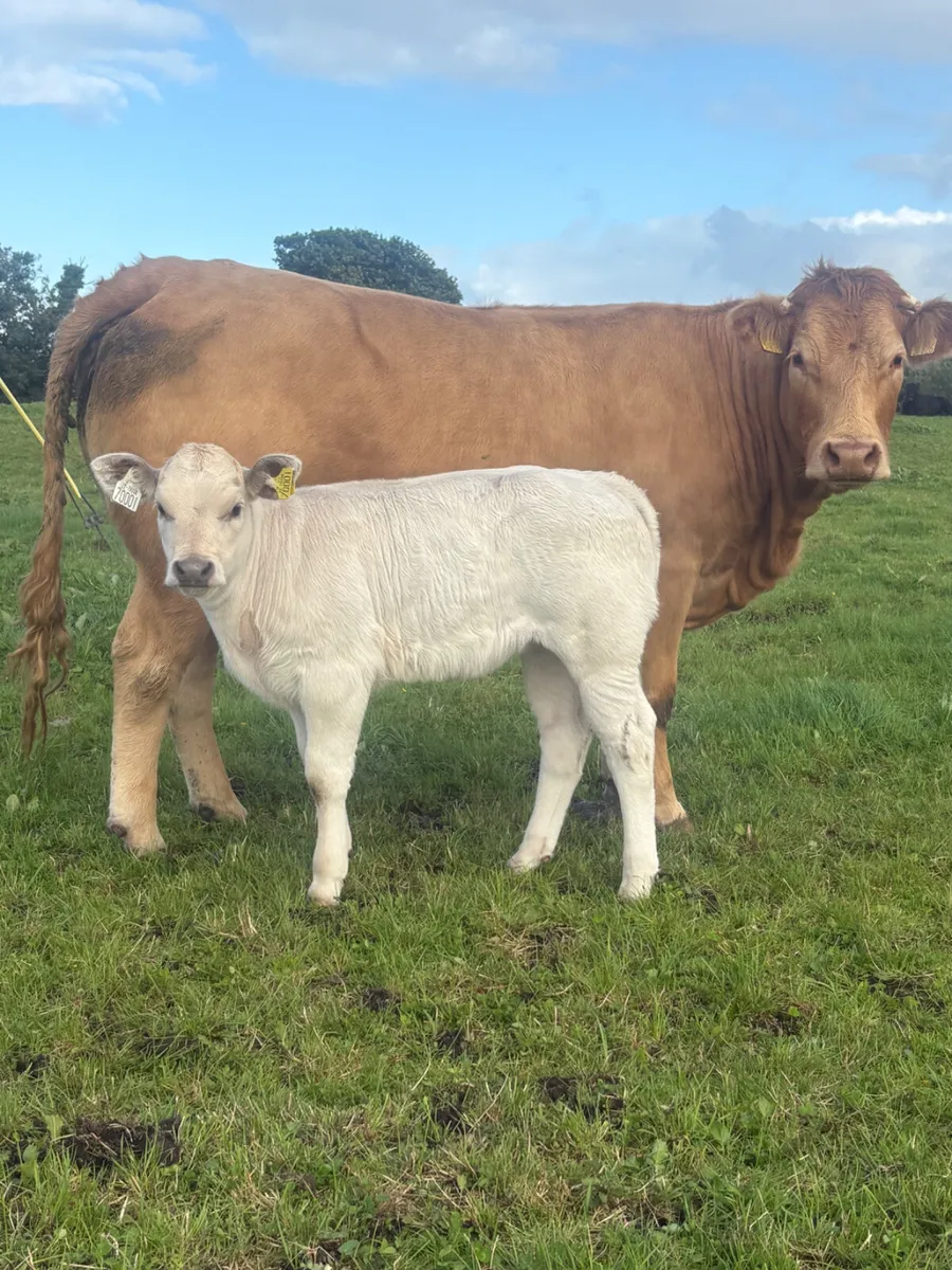Cow and calf - Image 1