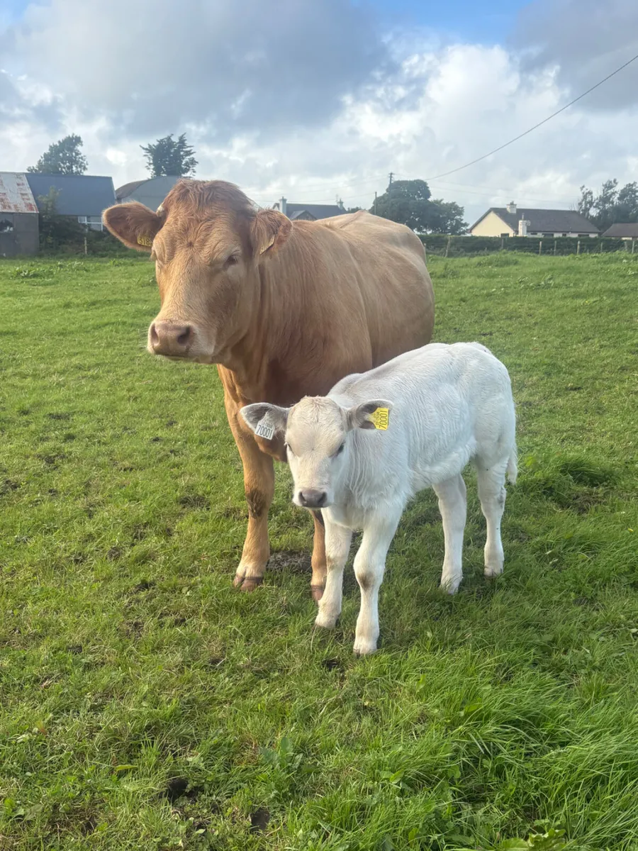 Cow and calf - Image 3