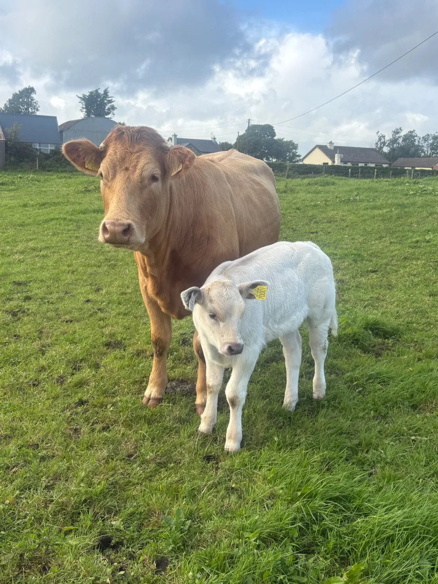 Cow and calf - Image 4