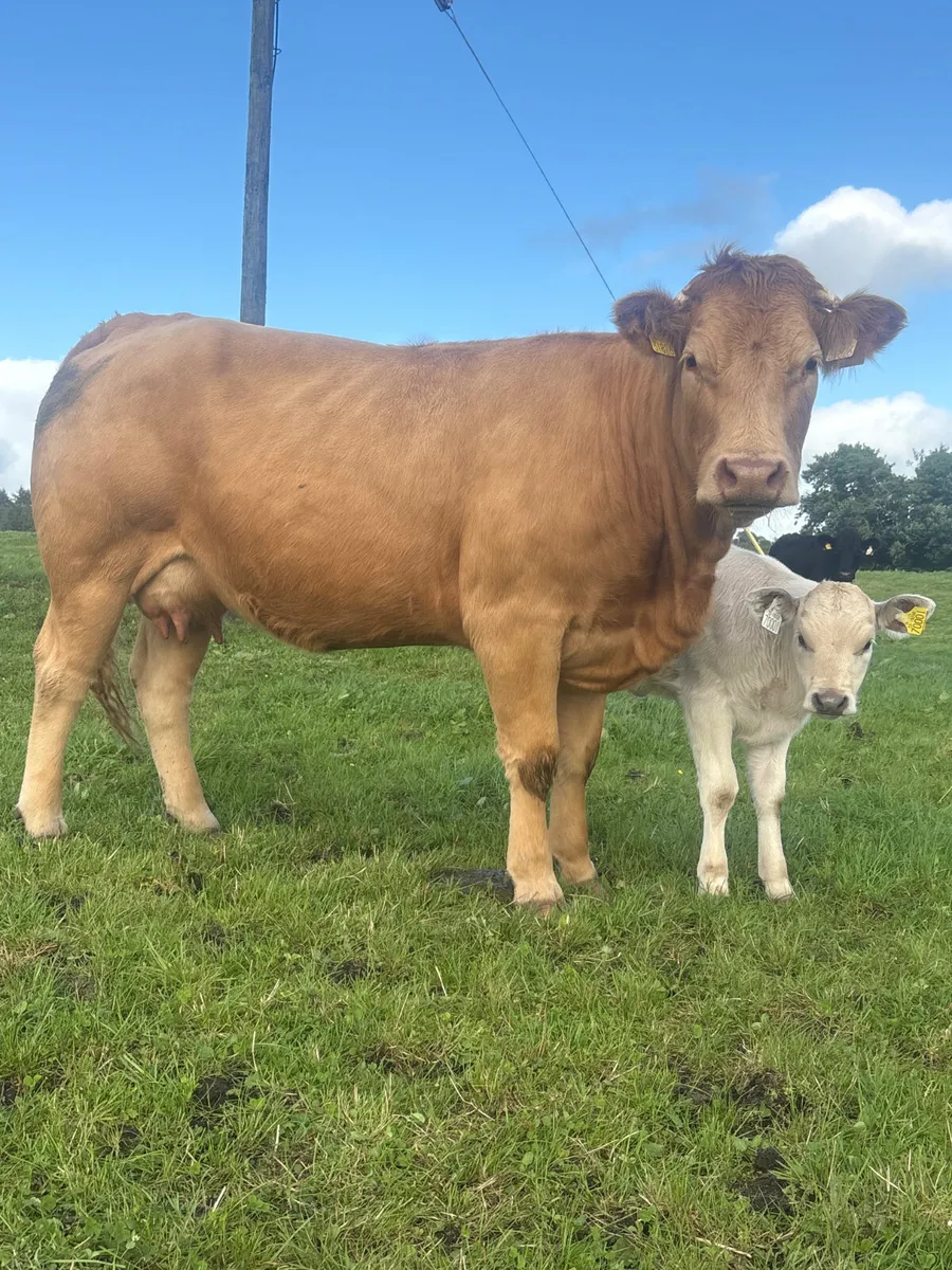Cow and calf - Image 2