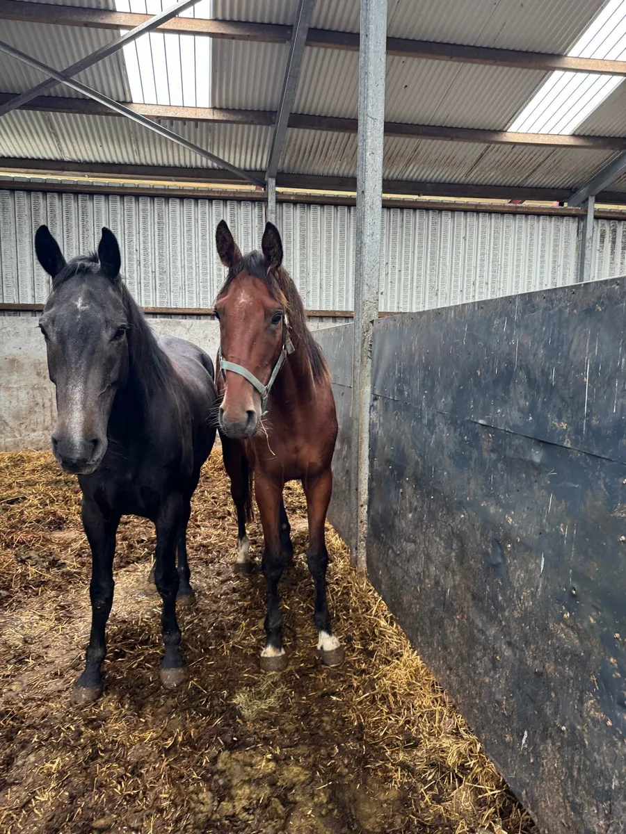 Sports horse gelding 4 year old - Image 1