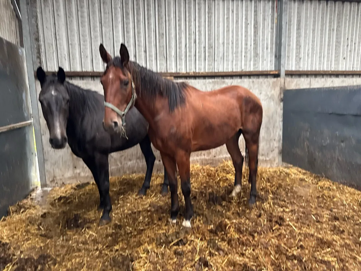 Sports horse gelding 4 year old - Image 3